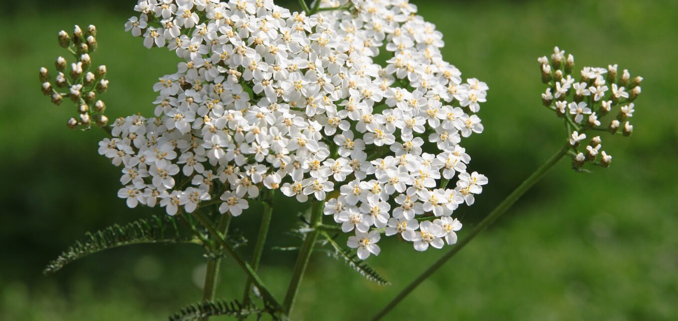 How to Use Yarrow for Natural Healing – Mother Earth News - Vimarsana News